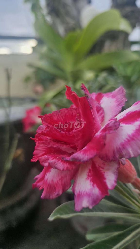 đất ở đất ở