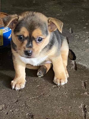 Chó cái Con lai Shiba. Mua bán Chó tại Thành phố Biên Hòa Đồng Nai được đăng bởi Phan Chiêu Trinh