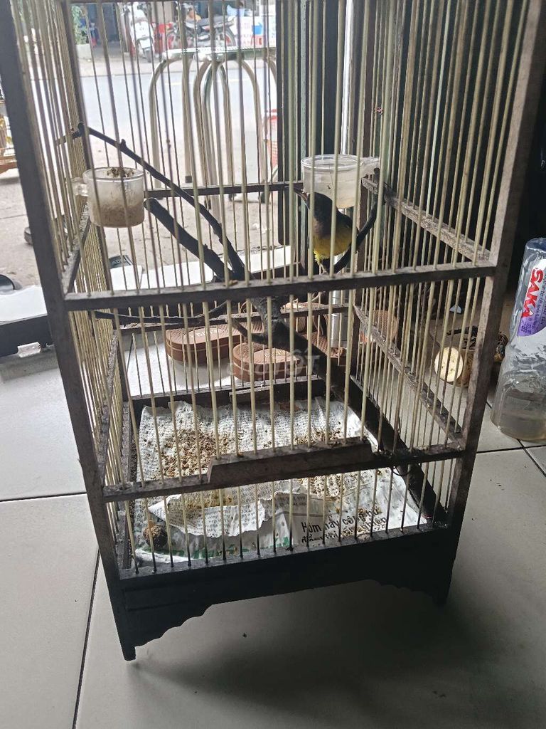 Xanh tím hót hay. Mua bán Chim tại Quận Tân Phú Tp Hồ Chí Minh được đăng bởi Ba lúa miền trung hình 3