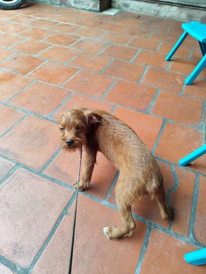 Chó poodle lai. Mua bán Chó tại Huyện Yên Phong Bắc Ninh được đăng bởi Huyen Nguyen