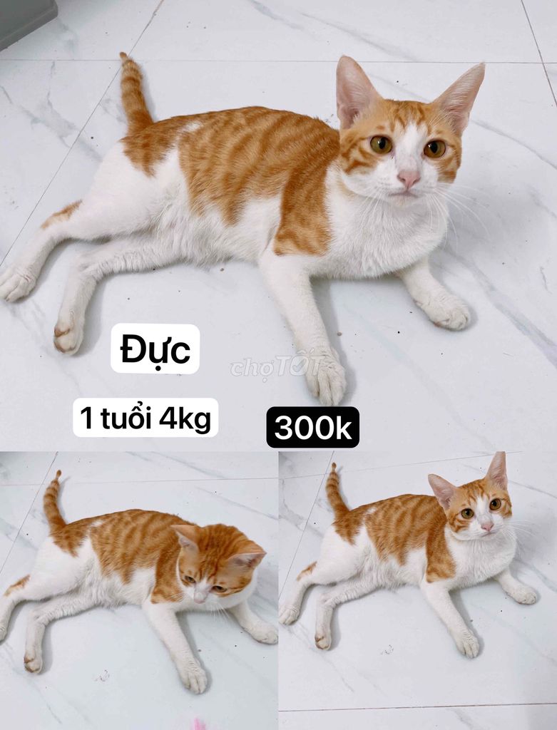 mèo lai aln đực 1 tuổi 4kg khoẻ mạnh