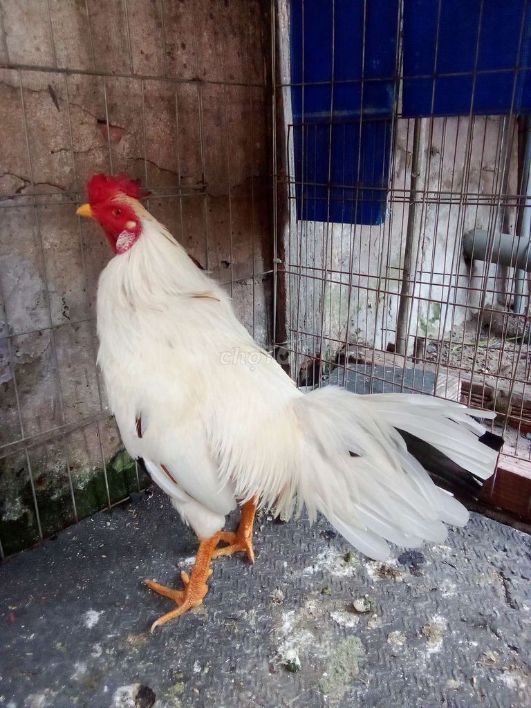 Gà bướm tơ Trắng 2.8kg. Mua bán Gà tại Huyện Hóc Môn Tp Hồ Chí Minh được đăng bởi Phi Hùng Nguyễn hình 1