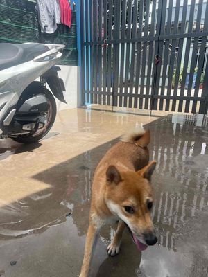 Chó Shiba Nâu vàng