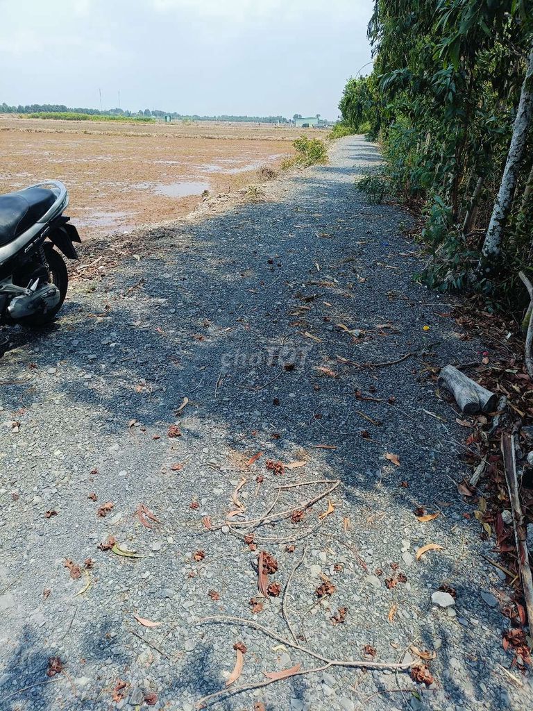 Đất lúa mặt tiền đường bờ kênh lớn.. Mua bán đất tại Huyện Thủ Thừa Long An được đăng bởi huynh tan dat hình 2