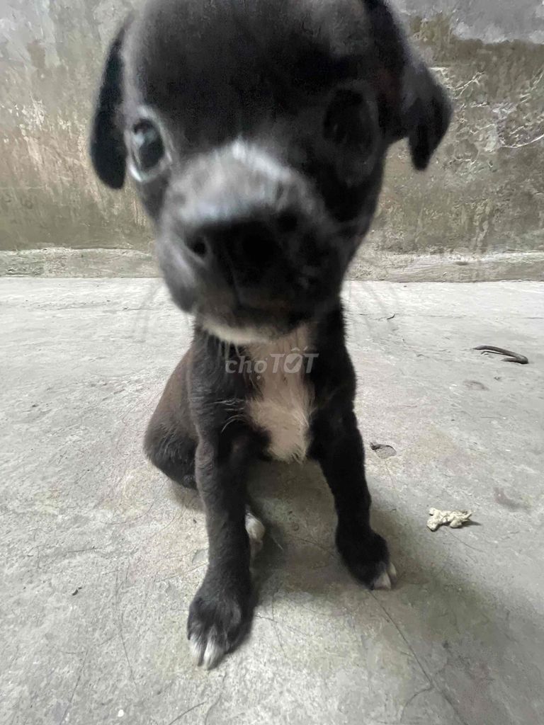 Chó Poodle đen 2 tháng tuổi. Mua bán Chó tại Quận Thanh Xuân Hà Nội được đăng bởi Vân Trần hình 1