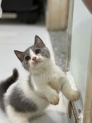 RÃ ĐÀN BẦY MÈO ANH LÔNG NGẮN/DÀI/MUNCHKIN. Mua bán Mèo tại Quận 8 Tp Hồ Chí Minh được đăng bởi Lazycat Room