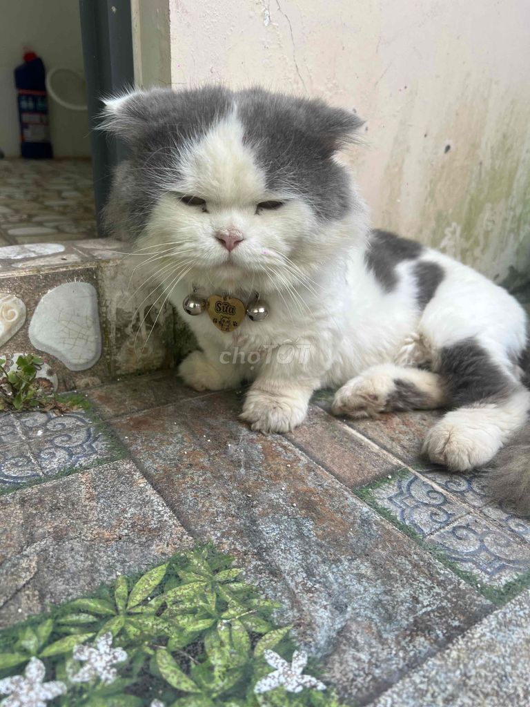 Mèo Anh chân ngắn tai cụp. Mua bán Mèo tại Thành phố Thuận An Bình Dương được đăng bởi Chu Binn hình 1