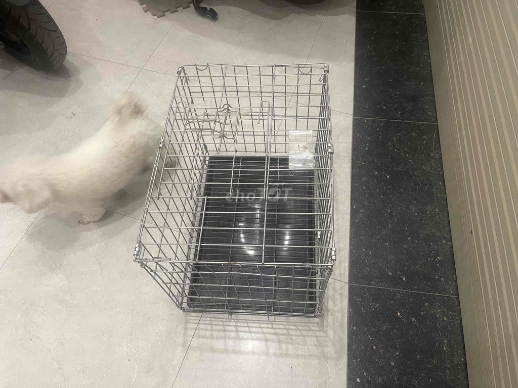 Lồng vận chuyển chó mèo Kim loại Bạc chắc chắn. Mua bán Phụ kiện, Thức ăn, Dịch vụ tại Quận Long Biên Hà Nội được đăng bởi duy hình 1