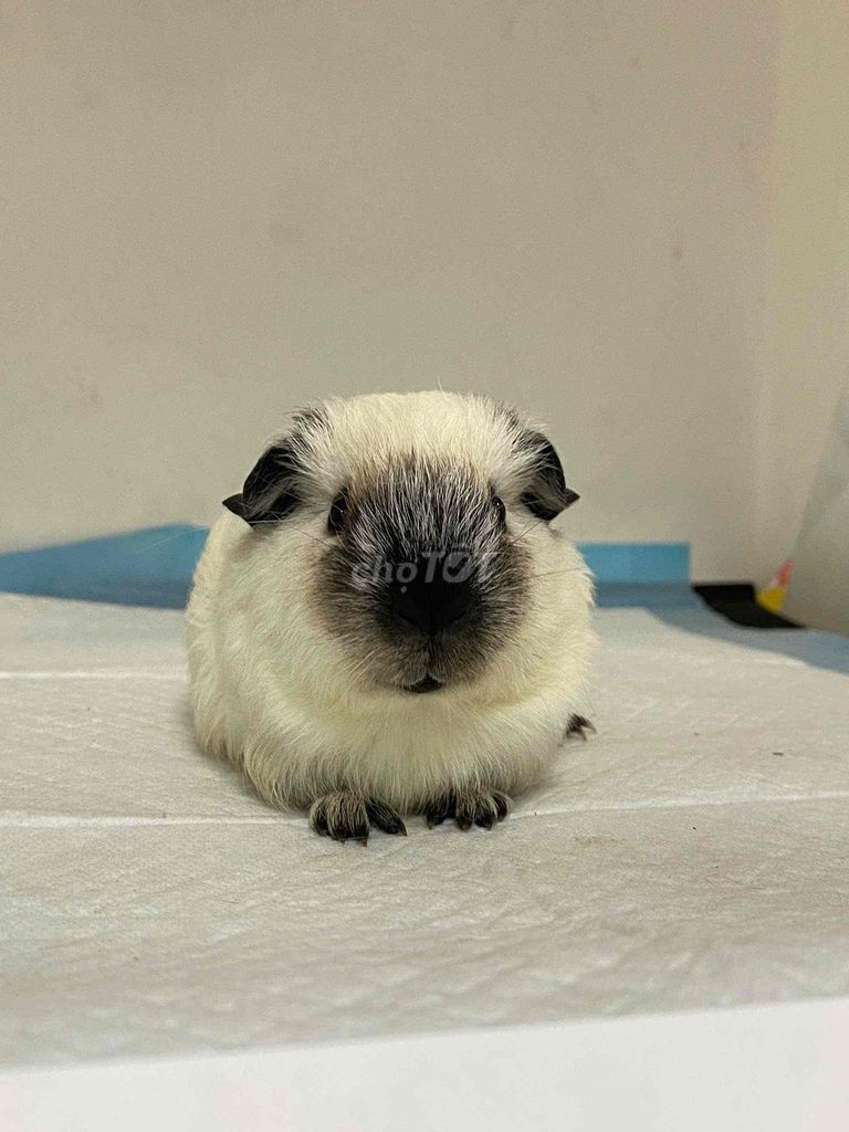 Bọ ú Cali nhiều màu ở Hà Nội. Mua bán Thú cưng khác tại Quận Thanh Xuân Hà Nội được đăng bởi Cao Tường Vi  hình 1