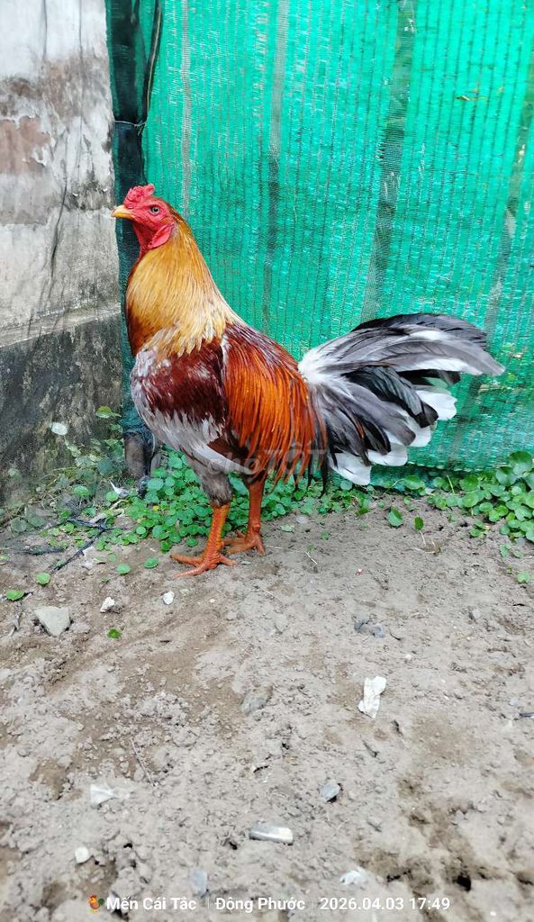 Gà chọi Xám 3.5kg. Mua bán Gà tại Quận Cái Răng Cần Thơ được đăng bởi Mến Cái Tắc  hình 1