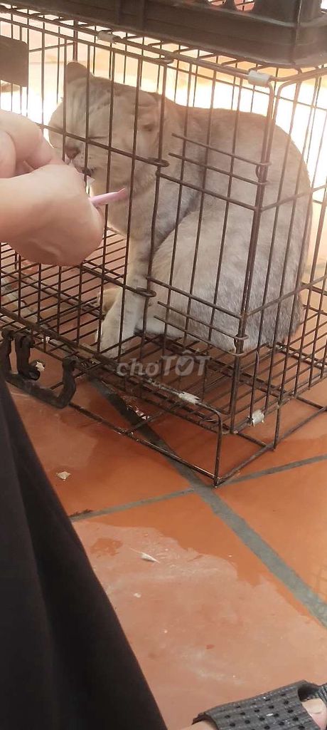 Mèo cái màu Xám. Mua bán Mèo tại Quận Nam Từ Liêm Hà Nội được đăng bởi Nguyễn Vĩnh hình 1