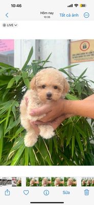 POODLE MÀU MƠ CUTE PHÔ MAI QUE