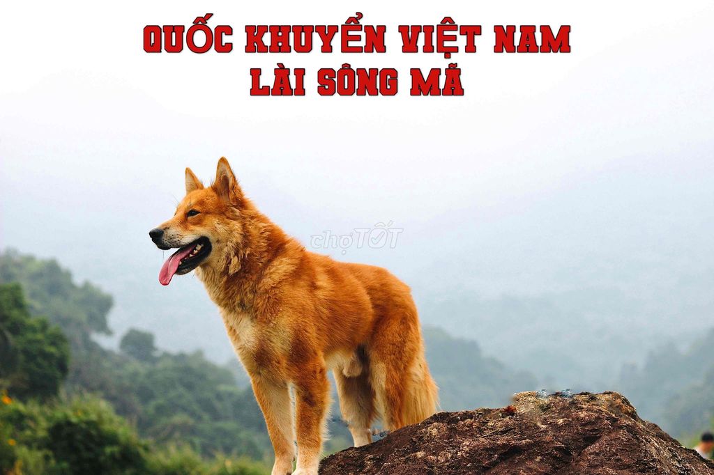 Chó Lài Sông Mã đực vàng đã huấn luyện