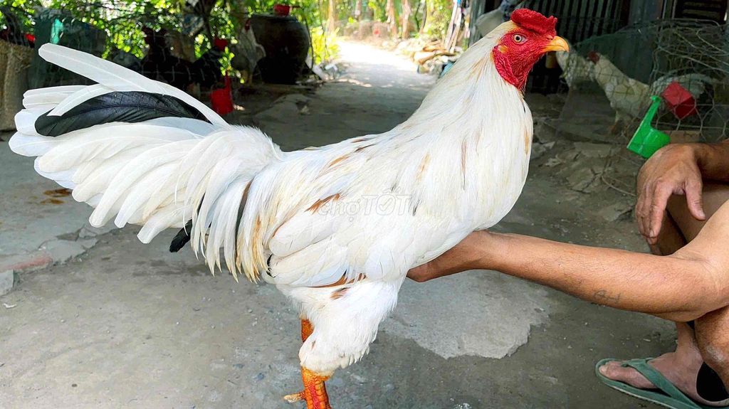 GÀ BƯỚM 3k1G VỀ CHƠI LIỀN. Mua bán Gà tại Thị xã Bình Minh Vĩnh Long được đăng bởi Gà Danh hình 1