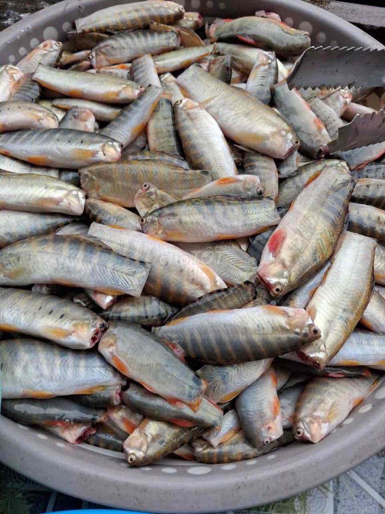 Cá heo thiên nhiên (150k/0.5kg). Mua bán Đồ ăn, thực phẩm và các loại khác tại Thành phố Thuận An Bình Dương được đăng bởi Minh hình 1