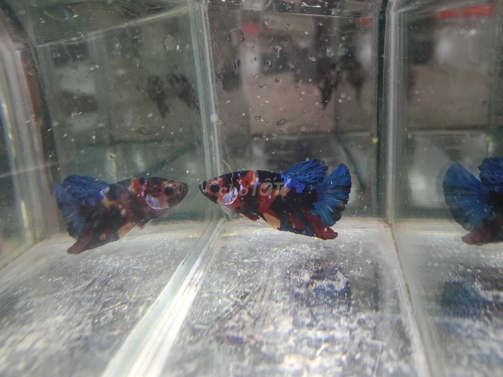 Cá betta 2.. Mua bán Thú cưng khác tại Huyện Trà Ôn Vĩnh Long được đăng bởi Hồng Thúy hình 2