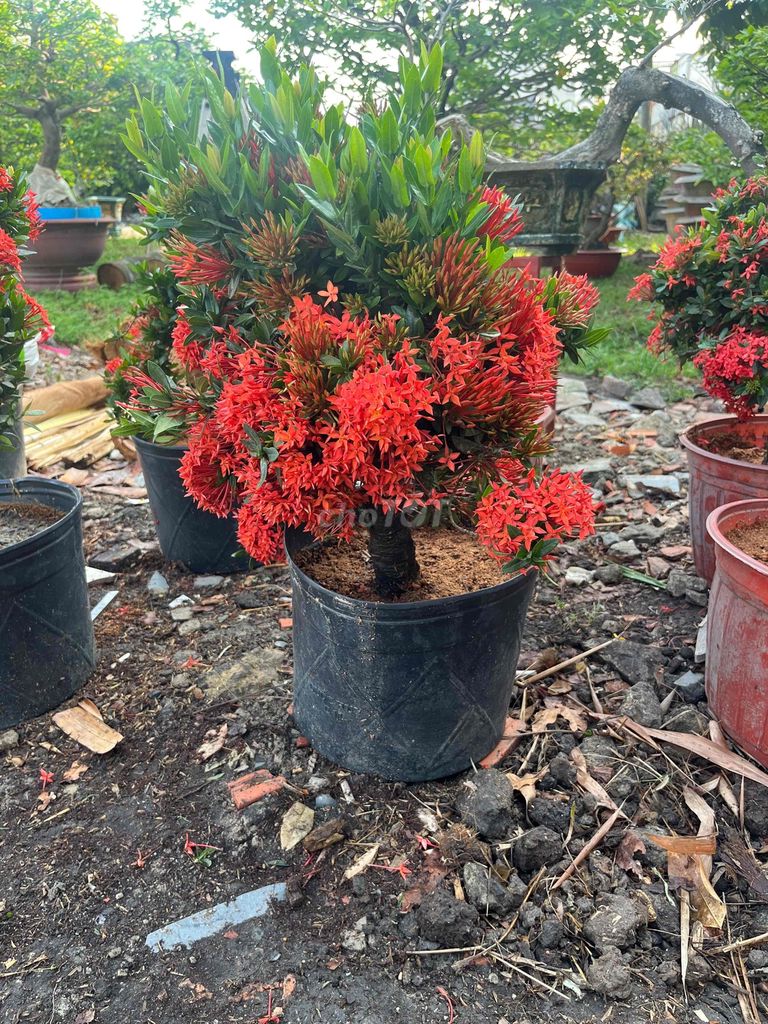 Cây cảnh Bông trang Đỏ. Mua bán Cây cảnh, đồ trang trí tại Quận 12 Tp Hồ Chí Minh được đăng bởi my dung hình 1