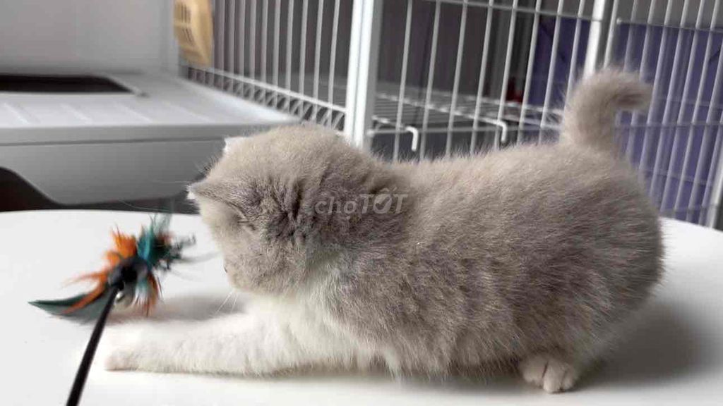 Cái Bililac xinh iu. Mua bán Mèo tại Quận 8 Tp Hồ Chí Minh được đăng bởi Zoey hình 6