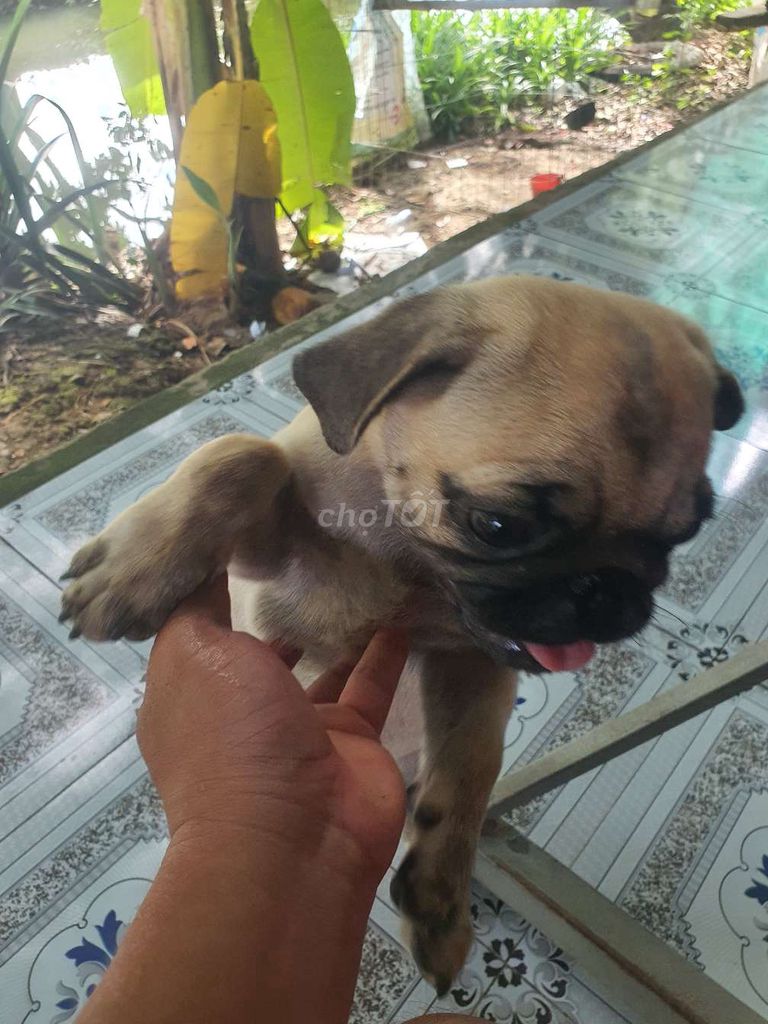 PUG cái 5 tháng tuổi. Mua bán Chó tại Huyện Lai Vung Đồng Tháp được đăng bởi gà con  hình 1