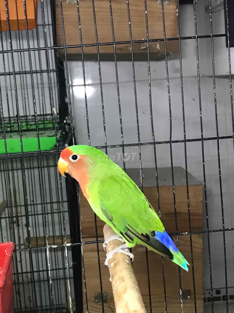 vẹt lovebird