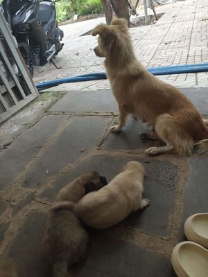 Bán thú cưng khỏe mạnh, dễ nuôi – 150k