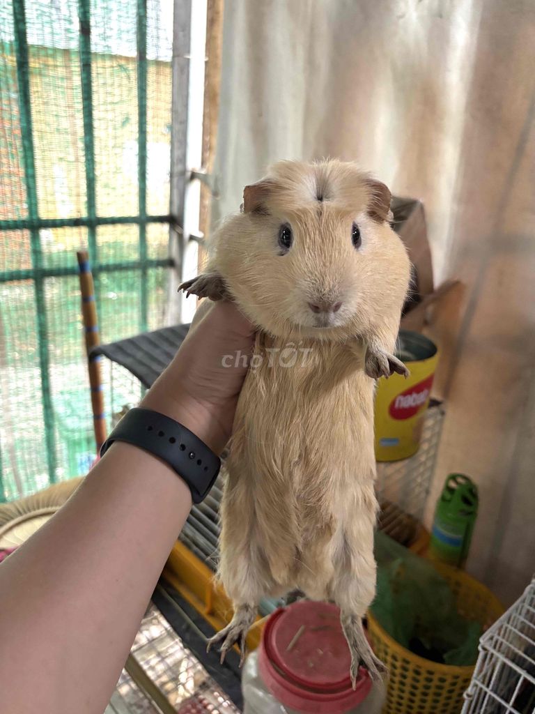 Bọ ú Crested Đực Vàng cam 6 tháng. Mua bán Thú cưng khác tại Quận 12 Tp Hồ Chí Minh được đăng bởi Phong hình 1