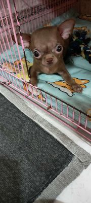 Chihuahua cái màu socola kute