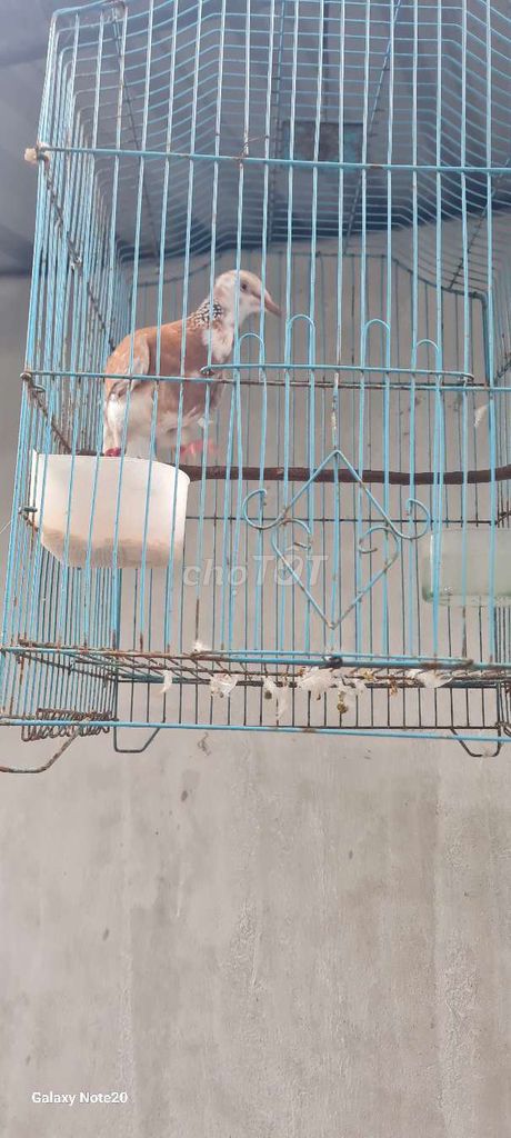 Chim cu gáy Nâu trắng khỏe mạnh. Mua bán Chim tại Thành phố Mỹ Tho Tiền Giang được đăng bởi Trung Hau Nguyen hình 1