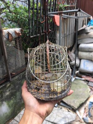 lụp chim nhỏ mi ni inox. Mua bán Phụ kiện, Thức ăn, Dịch vụ tại Quận Ninh Kiều Cần Thơ được đăng bởi luân pham