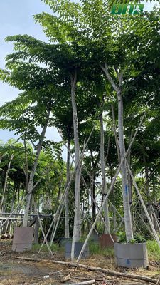 Cây công trình. Mua bán Cây cảnh, đồ trang trí tại Huyện Lấp Vò Đồng Tháp được đăng bởi Si Nguyen