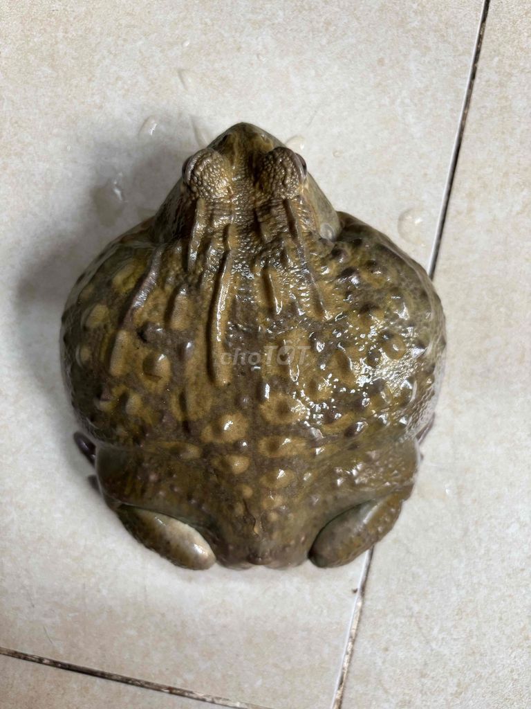 pet dễ chăm sóc 400gr. Mua bán Thú cưng khác tại Quận Phú Nhuận Tp Hồ Chí Minh được đăng bởi Phát hình 1