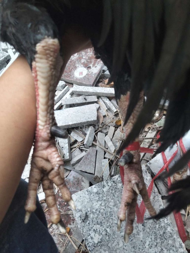 Gà trống Đen Nâu Xanh Đực. Mua bán Gà tại Quận Bình Thuỷ Cần Thơ được đăng bởi Tên chưa cung cấp hình 1