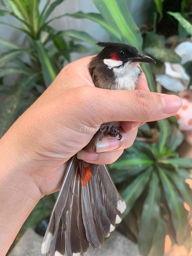 đôi chào mào. Mua bán Chim tại Huyện Thanh Oai Hà Nội được đăng bởi Lê Quảng Đại hình 1