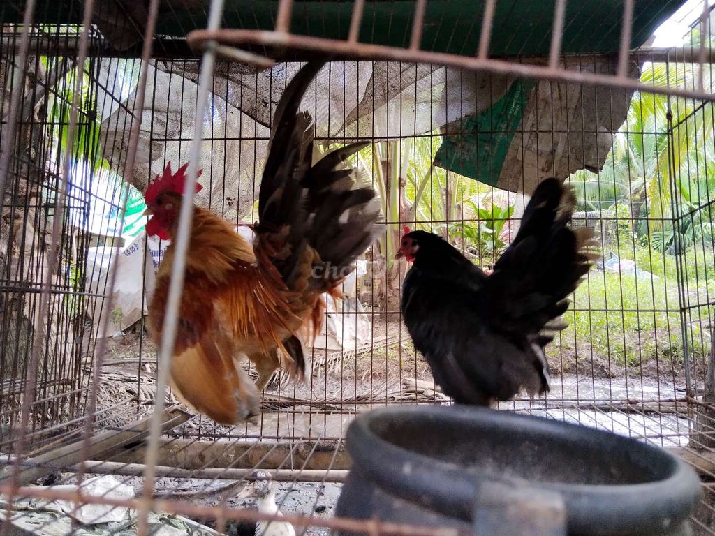 Cặp gà serama!. Mua bán Gà tại Quận 12 Tp Hồ Chí Minh được đăng bởi Nguyễn Hoài Nam hình 6