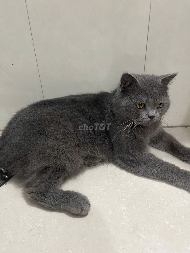 Mèo Anh lông dài 7 tháng tuổi. Mua bán Mèo tại Quận Hoàng Mai Hà Nội được đăng bởi phùng thúy hằng hình 1