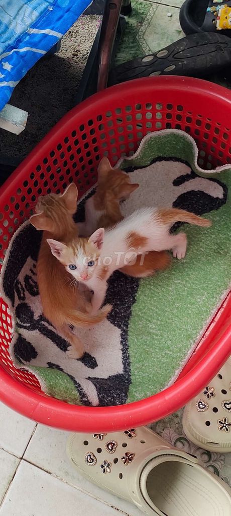 Mèo Vàng trắng Khỏe mạnh Đã tiêm phòng. Mua bán Mèo tại Thành phố Biên Hòa Đồng Nai được đăng bởi Mihthah Nguyen hình 1