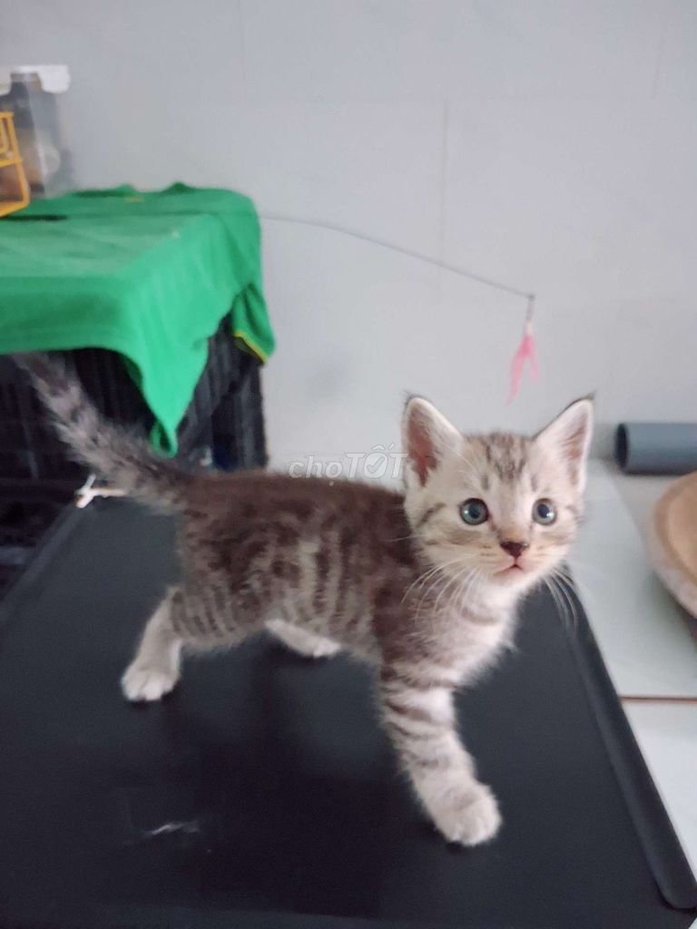 Mèo Anh Tai Cụp Lông dài Dưới 3 tháng. Mua bán Mèo tại Quận Bình Thạnh Tp Hồ Chí Minh được đăng bởi Mr Trung hình 1