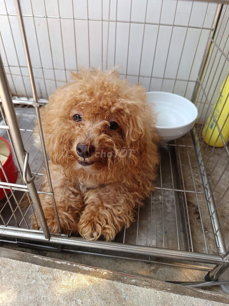 Chó Poodle 4 tháng màu Nâu. Mua bán Chó tại Quận Kiến An Hải Phòng được đăng bởi Hà Phạm hình 1