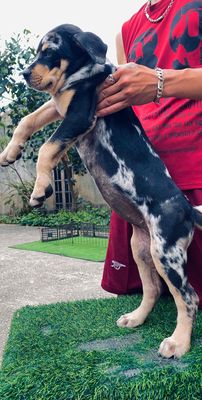 Chó Banpit khổng lồ. cá mềm