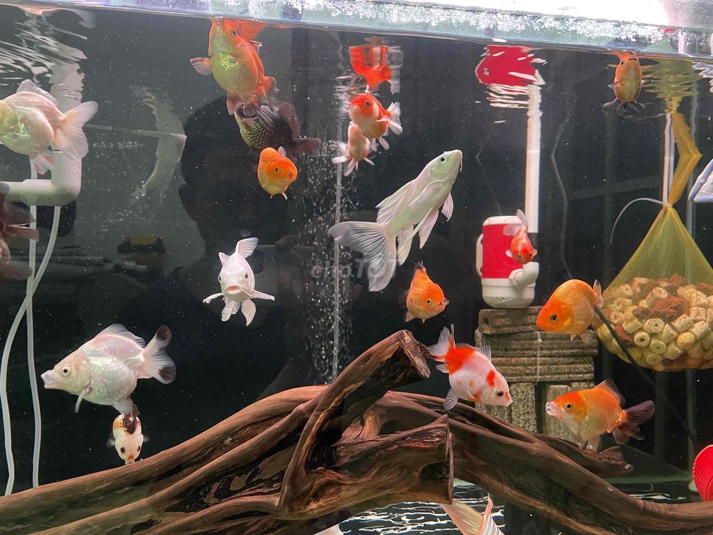 Cần trừ hết 16 con oranda và ranchu tini trong bể