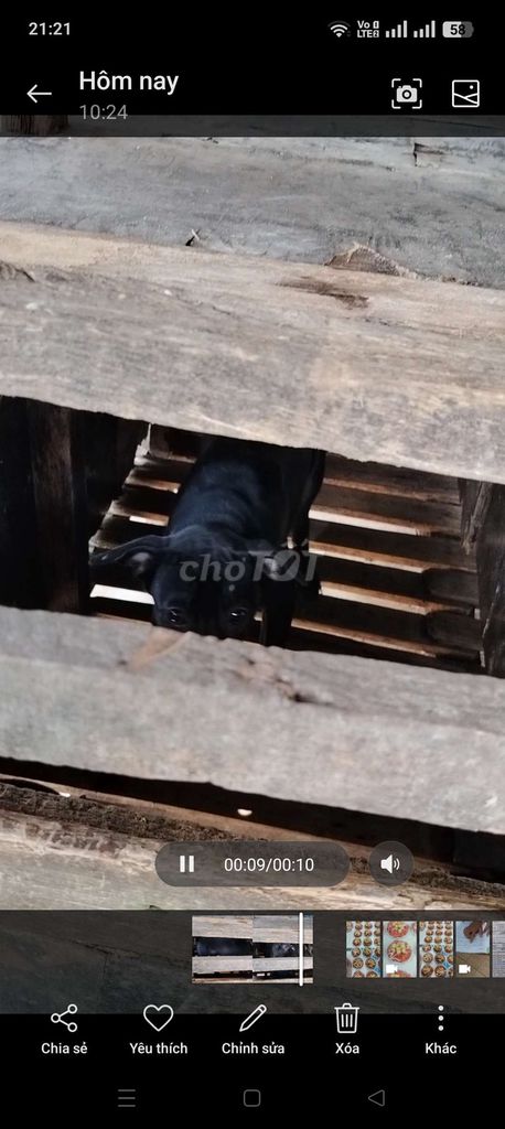 Nhà có 2 con chó. Mua bán Chó tại Huyện Long Thành Đồng Nai được đăng bởi Van danh hình 2