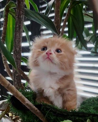 Mèo ALD xinh kêu Meo Mèo Méo. Mua bán Mèo tại Huyện Hóc Môn Tp Hồ Chí Minh được đăng bởi SOLY HOME