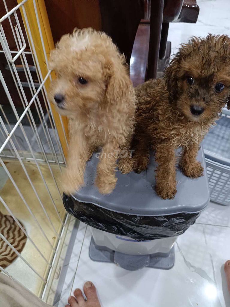 Chó Poodle Nâu Trà sữa Đực Cái 2 tháng. Mua bán Chó tại Quận 7 Tp Hồ Chí Minh được đăng bởi Toàn hình 1