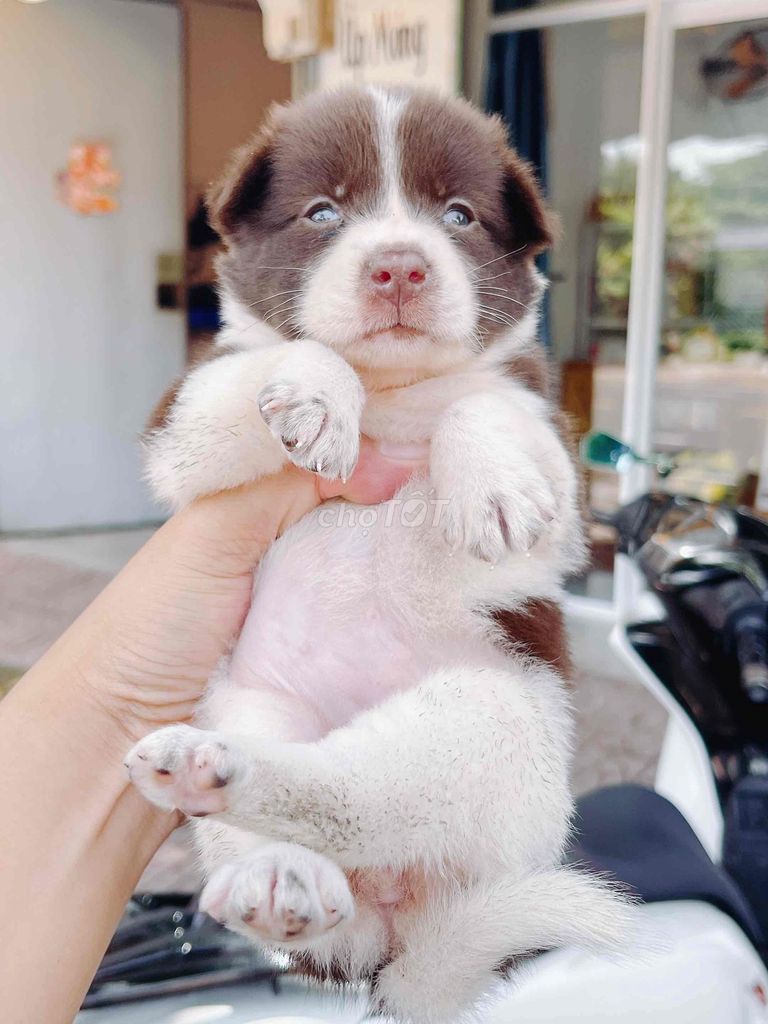 Chó nhật lai mũi nâu mắt xanh. Mua bán Chó tại Thành phố Vĩnh Long Vĩnh Long được đăng bởi Bình hình 1