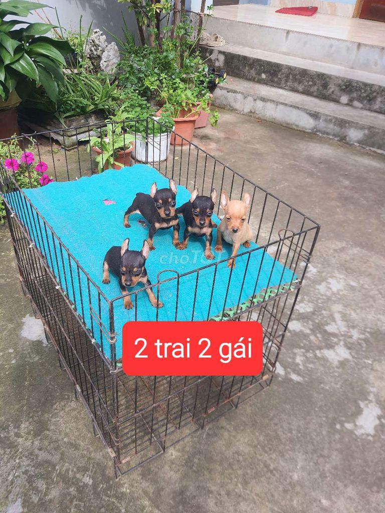 Chó Phốc Hươu đực cái 4 con. Mua bán Chó tại Thành phố Thái Bình Thái Bình được đăng bởi Anh Xuan hình 1