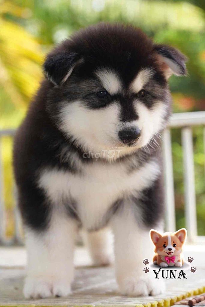 CHÓ ALASKA THUẦN CHỦNG. Mua bán Chó tại Quận 3 Tp Hồ Chí Minh được đăng bởi Thùy Trang hình 1