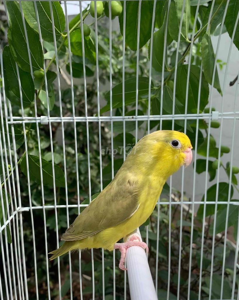 Vẹt Parrotlet Cinnamon green mái