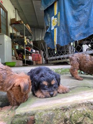 chó poodle lai phốc hươu