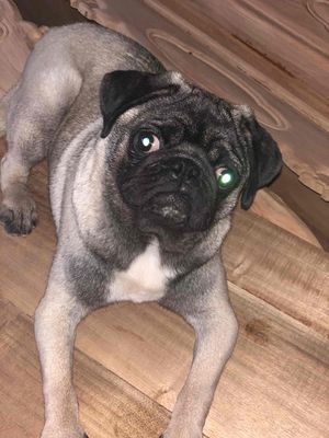 Bán Chó Pug cái chưa sinh sản. Mua bán Chó tại Huyện Phú Xuyên Hà Nội được đăng bởi quân