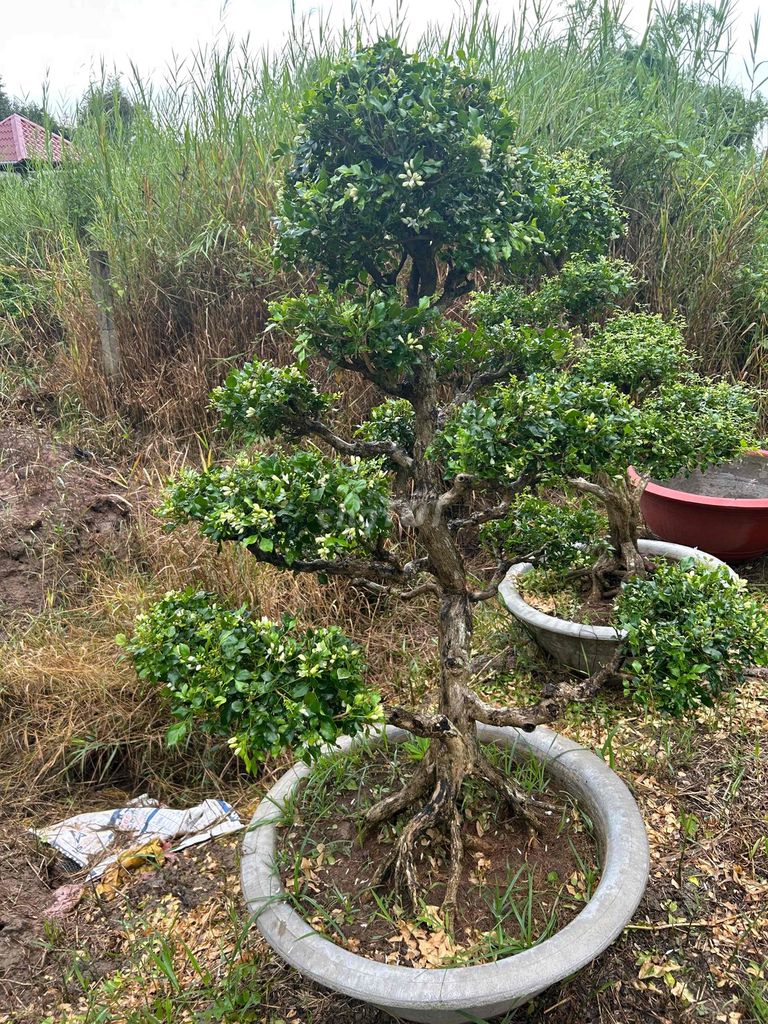 Cây cảnh Nguyệt quế bonsai 1.2m. Mua bán Cây cảnh, đồ trang trí tại Huyện Hóc Môn Tp Hồ Chí Minh được đăng bởi vườn kiểng năm tuấn hình 1